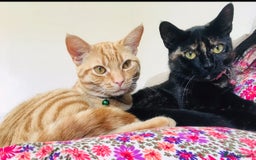 Domestic Shorthair cats for sale: Urgently needing re-homing  - Image 5