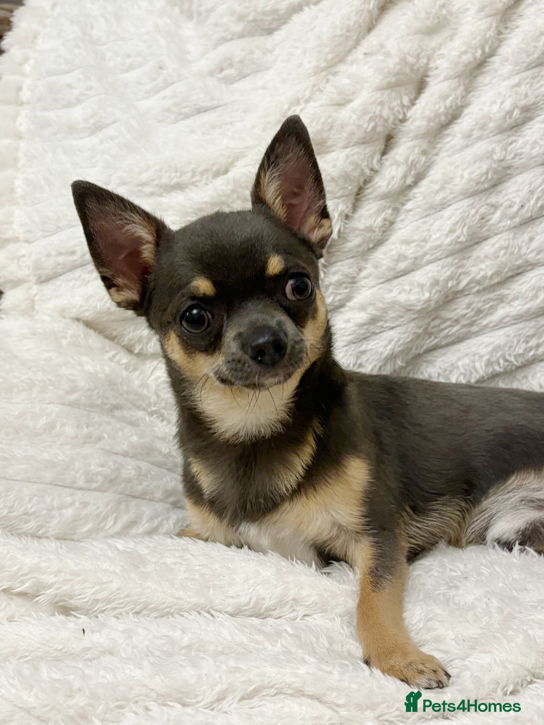 Chihuahua dogs for sale: Smiley Blue boy for pet home  - Image 3