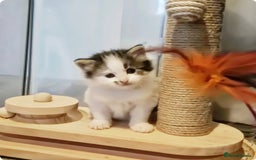 Ragdoll cats for sale: Part Ragdoll Female Kittens  - Image 6