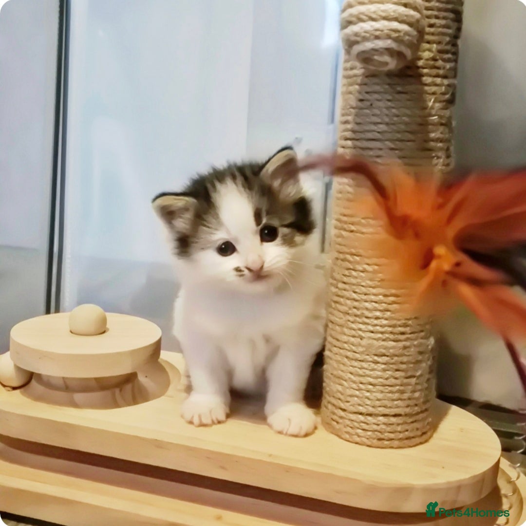 Ragdoll cats for sale: Part Ragdoll Female Kittens  - Image 6