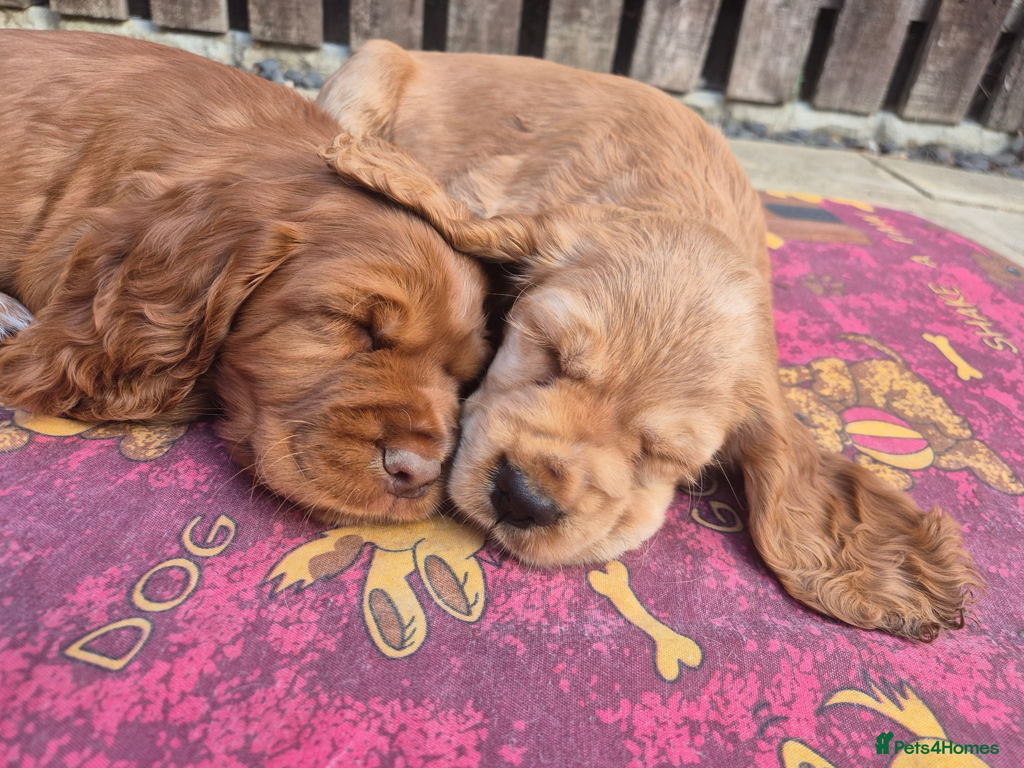 Cocker Spaniel dogs Cocker spaniels Barnsley area - Advert 1