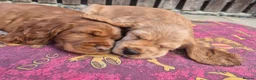 Cocker Spaniel dogs for sale: Cocker spaniels Barnsley area - Advert 14