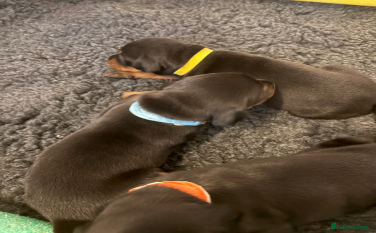 Dobermann dogs in London - Advert 1