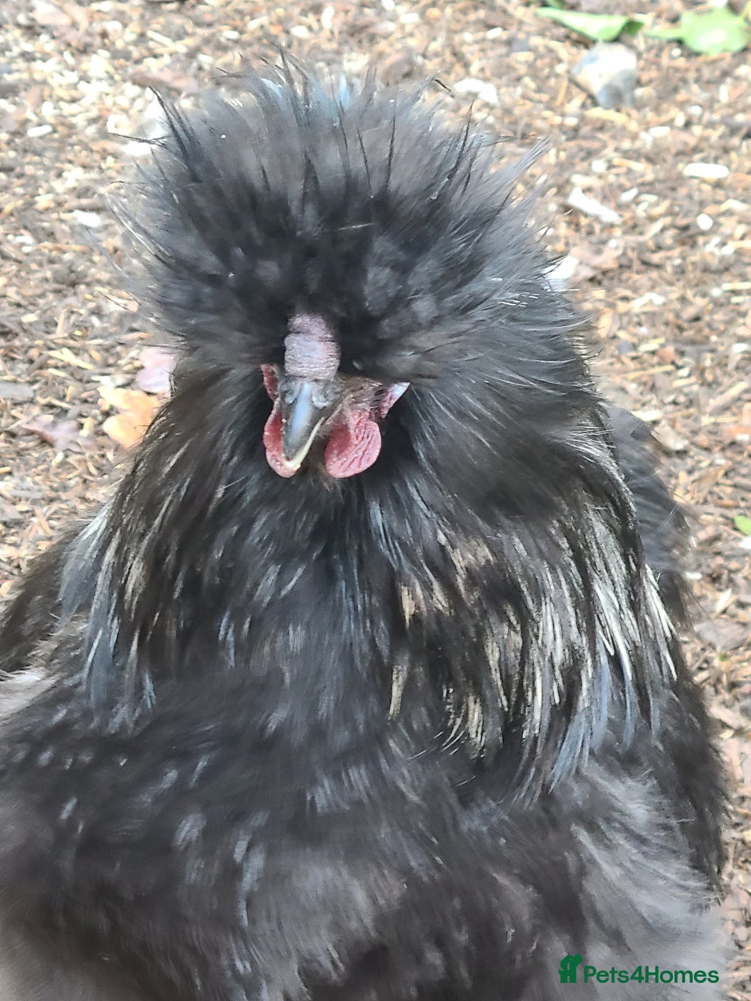 Chickens poultry for sale: Silkie cockerell - Advert 2