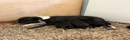 Mixed Breed dogs for sale: Bedlington x Whippet Lurcher puppy’s  in Westerham - Advert 7