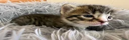 Bengal cats for sale: Beautiful half Bengal kittens - Advert 23