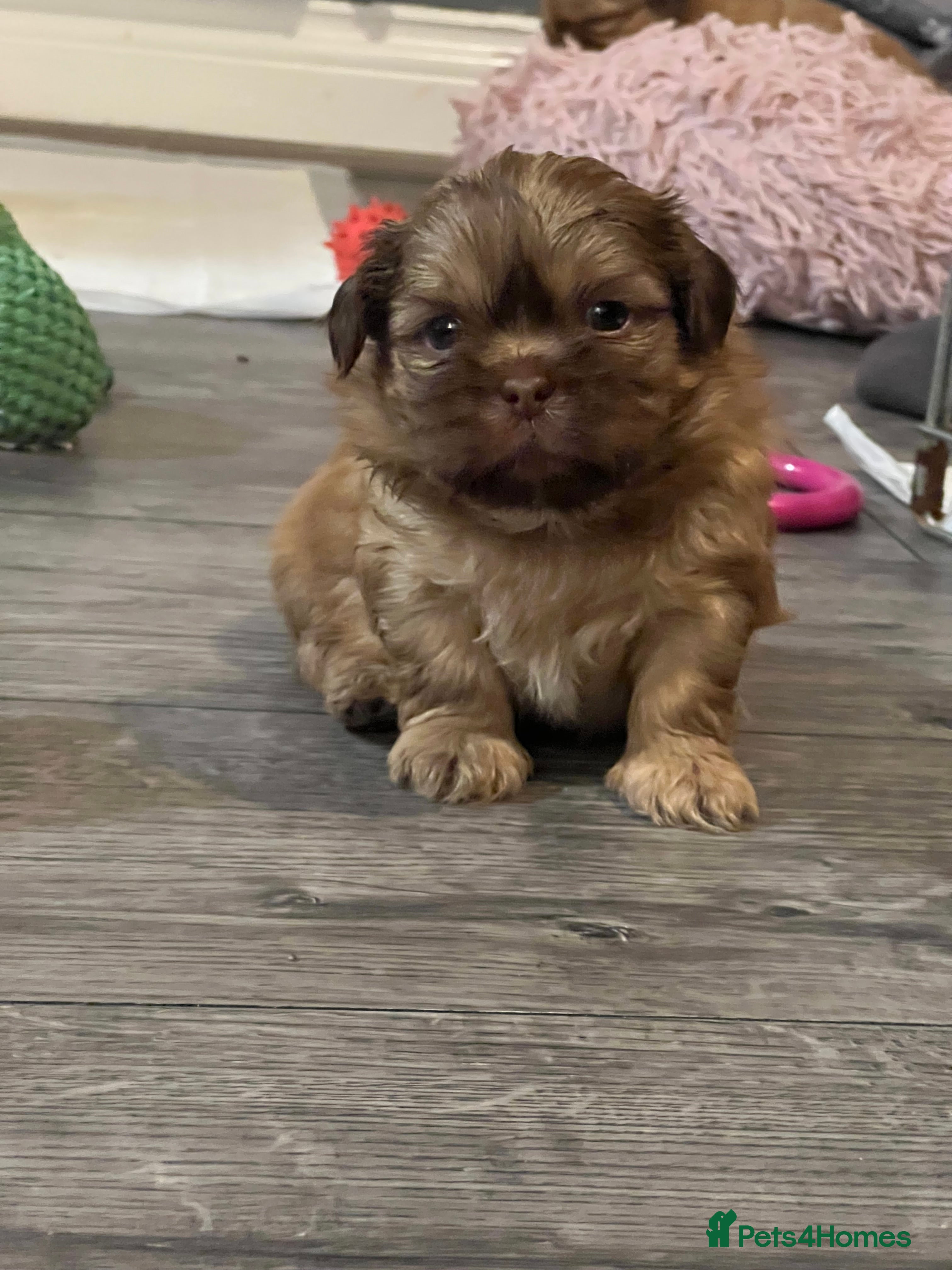 Shih Tzu dogs KC registered pure breed imperial shihtzu puppies  - Advert 5