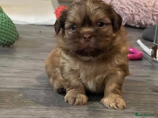 Shih Tzu dogs KC registered pure breed imperial shihtzu puppies - Advert 5