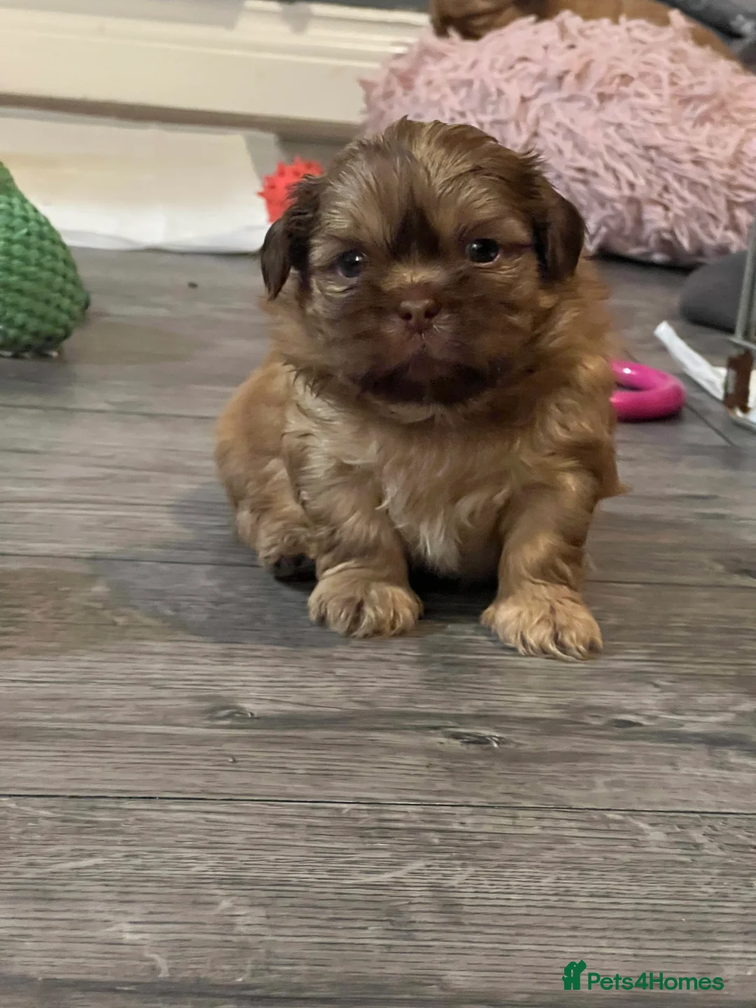 Shih Tzu dogs for sale: READY TO LEAVE GORGEOUS KC girl left - Advert 19