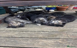 German Shepherd dogs for sale: 8 beautiful long haired German shepherd puppies  - Image 31