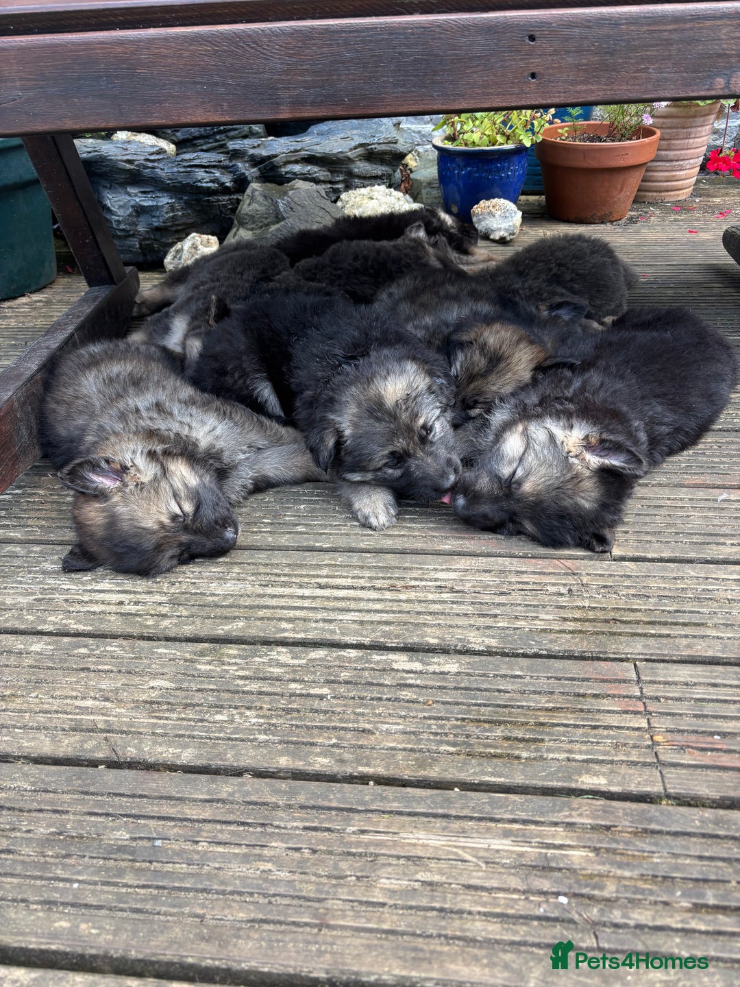 German Shepherd dogs for sale: 8 beautiful long haired German shepherd puppies  - Image 31