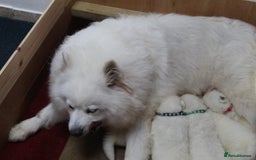 Samoyed dogs for sale: Samoyed puppies - fluff and joy - Image 6