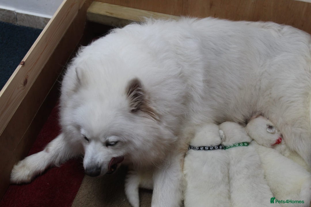 Samoyed dogs for sale: Samoyed puppies - fluff and joy - Image 6