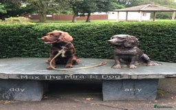 Sprocker dogs for stud: Sprocker Stud - Image 9