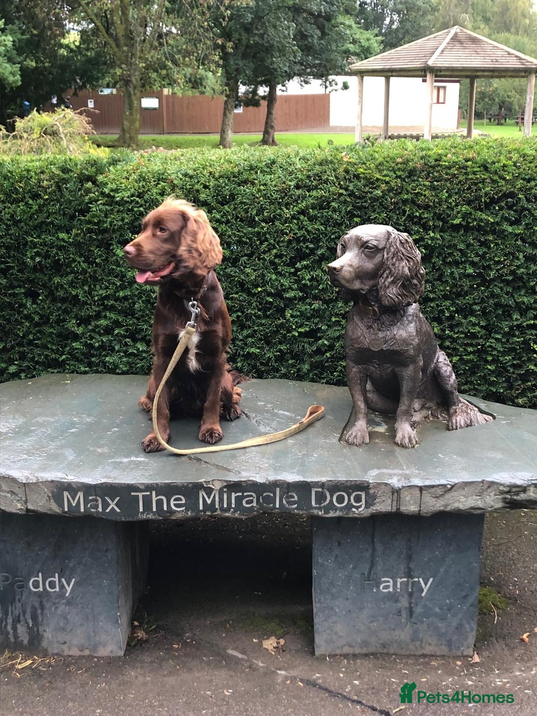 Sprocker dogs for stud: Sprocker Stud - Image 9