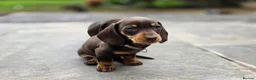 Miniature Dachshund dogs for sale: 2 Gorgeous Miniature dachshund females  - Advert 15