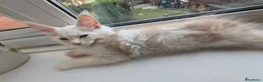 Buddy 