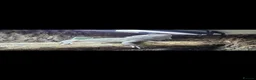 Bearded Dragon reptiles for sale: Bearded dragon with full setup  - Advert 2