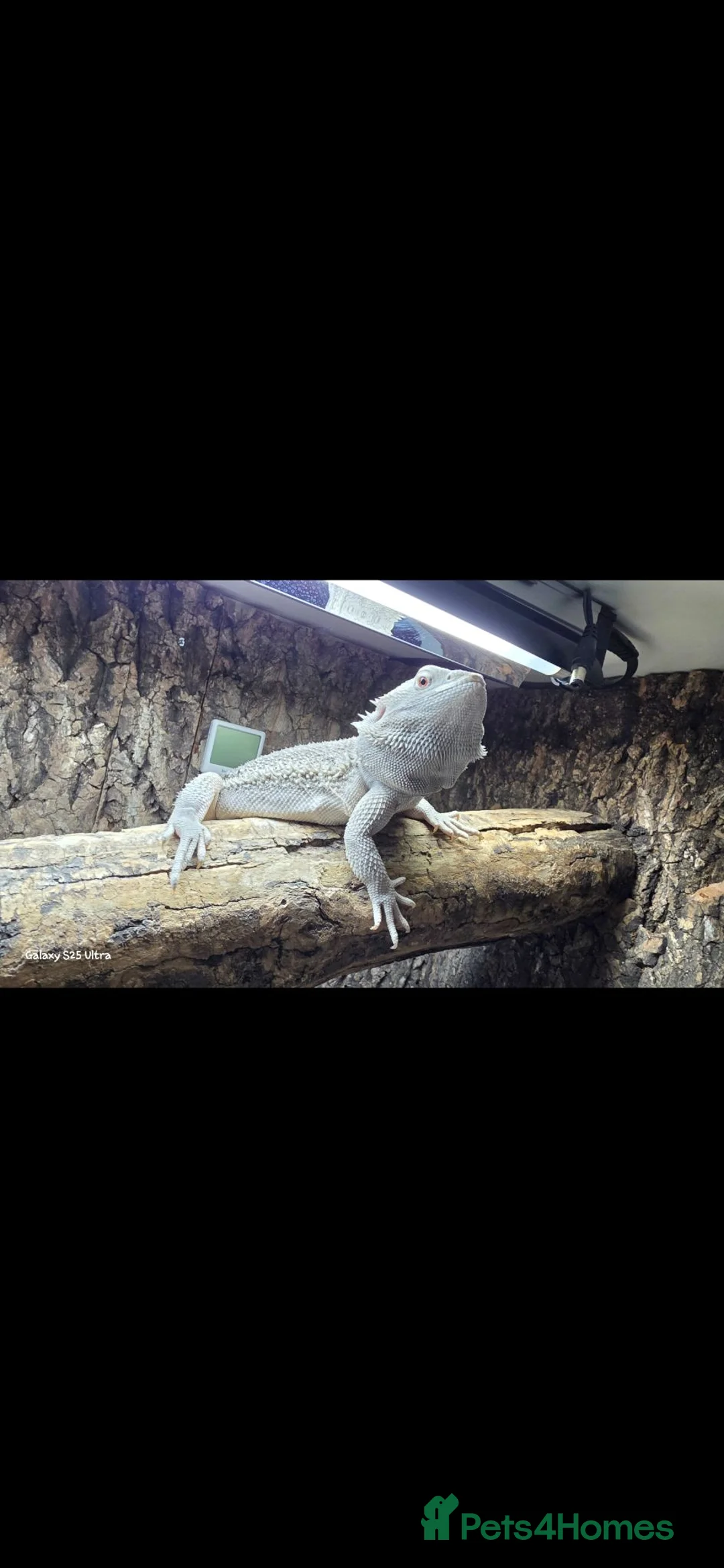 Bearded Dragon reptiles for sale: Bearded dragon with full setup  - Advert 2