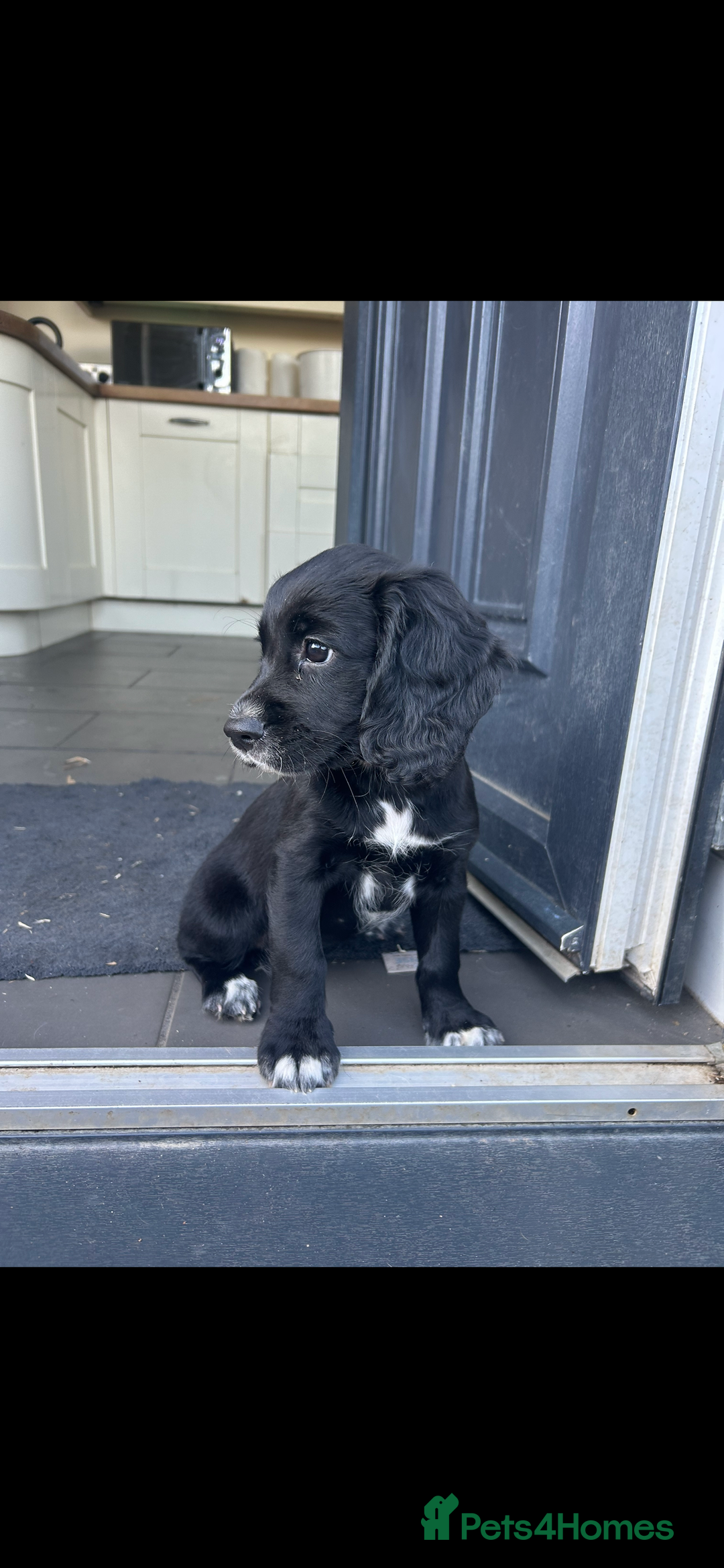 Cocker Spaniel dogs for sale: KC registered working Cocker Spaniel puppies - Image 3