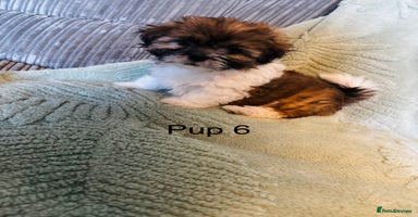 Lhasa Apso dogs - Advert 5