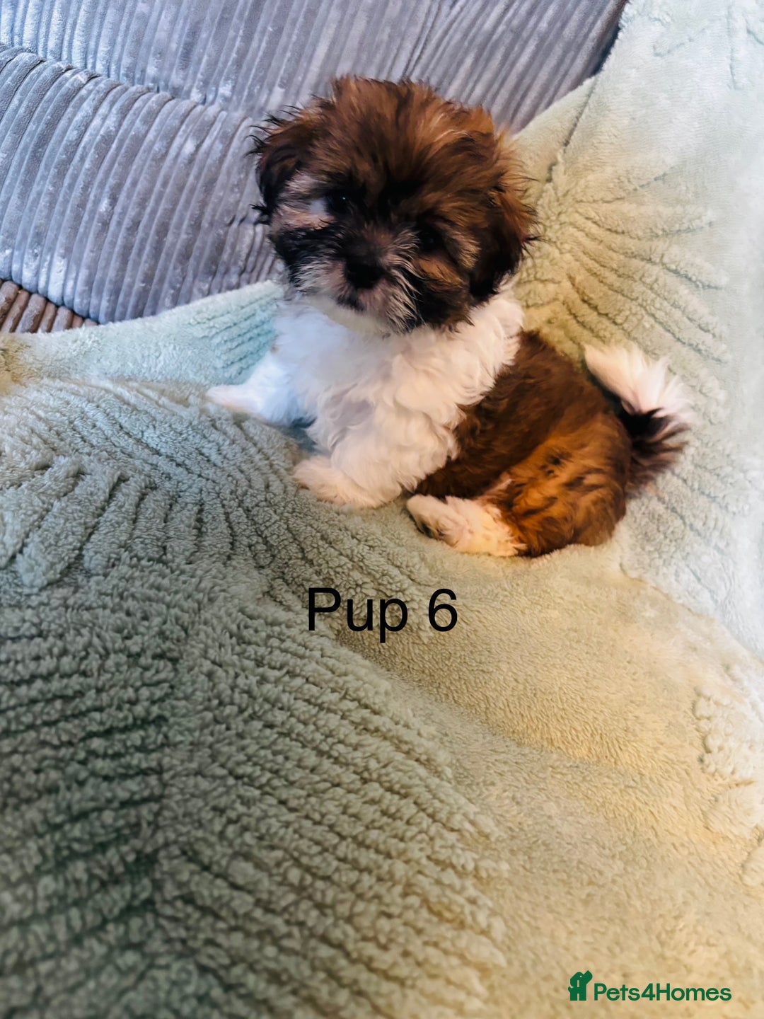 Lhasa Apso dogs for sale: 6 beautiful Lhasa Apso puppies - Image 9
