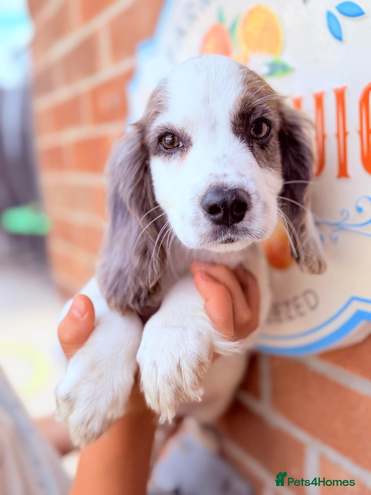 Cocker Spaniel dogs for sale: Prolific working lines cocker spaniel puppies  - Advert 1