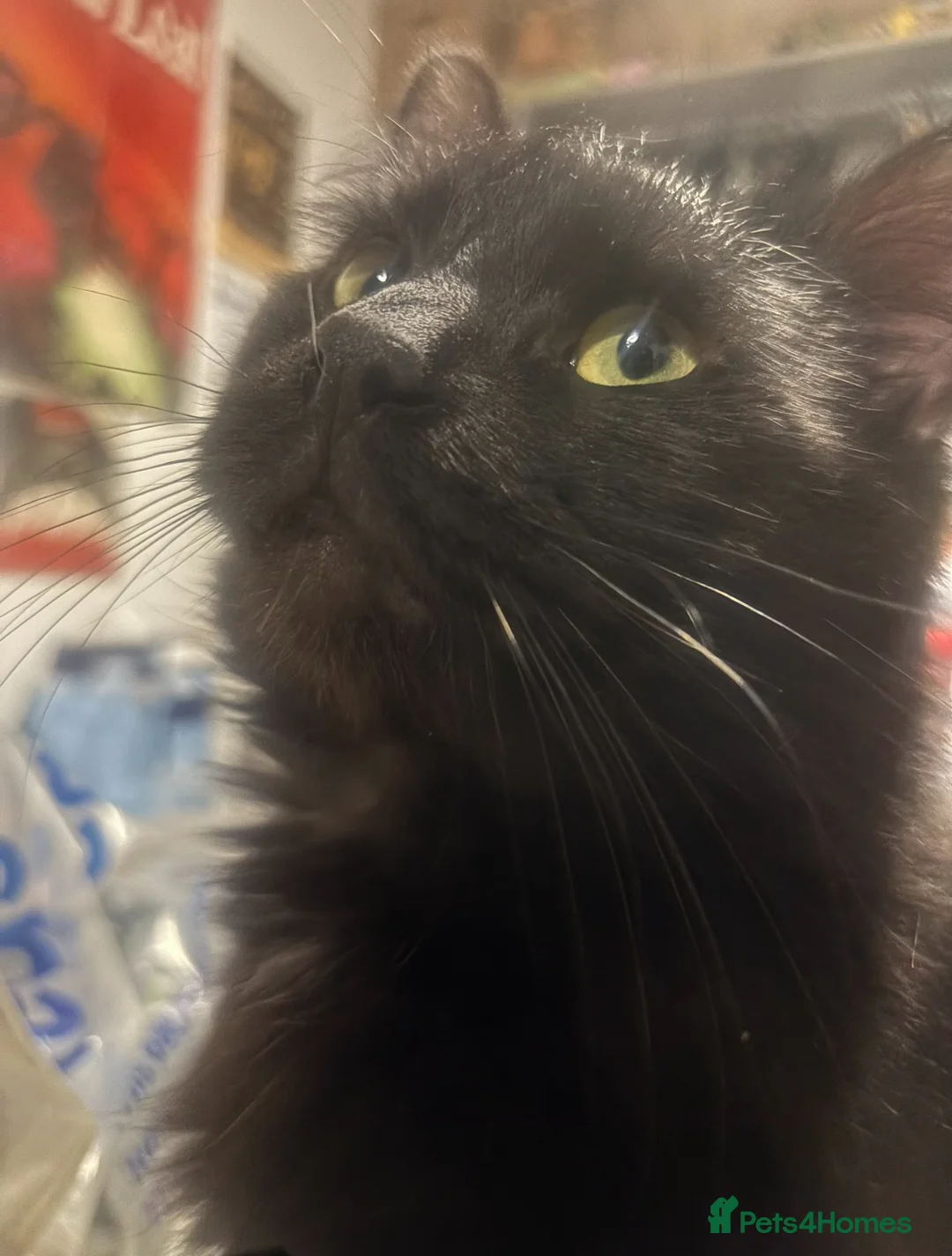 Mixed Breed cats for sale: Cosmo and Sakura looking for a good home  - Advert 5