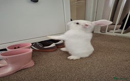 Mini Lop rabbits for sale: Mini lop rabbit - Image 5