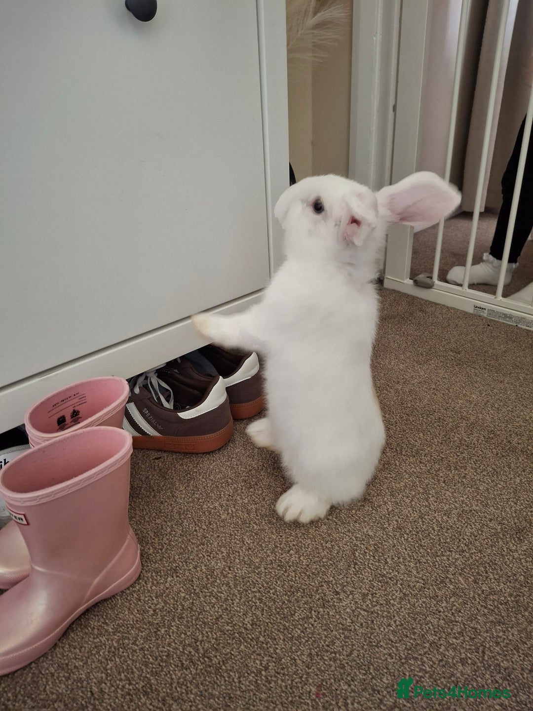 Mini Lop rabbits for sale: Mini lop rabbit - Image 5