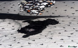 Cockapoo dogs for sale: Cockapoo black pup - Image 2
