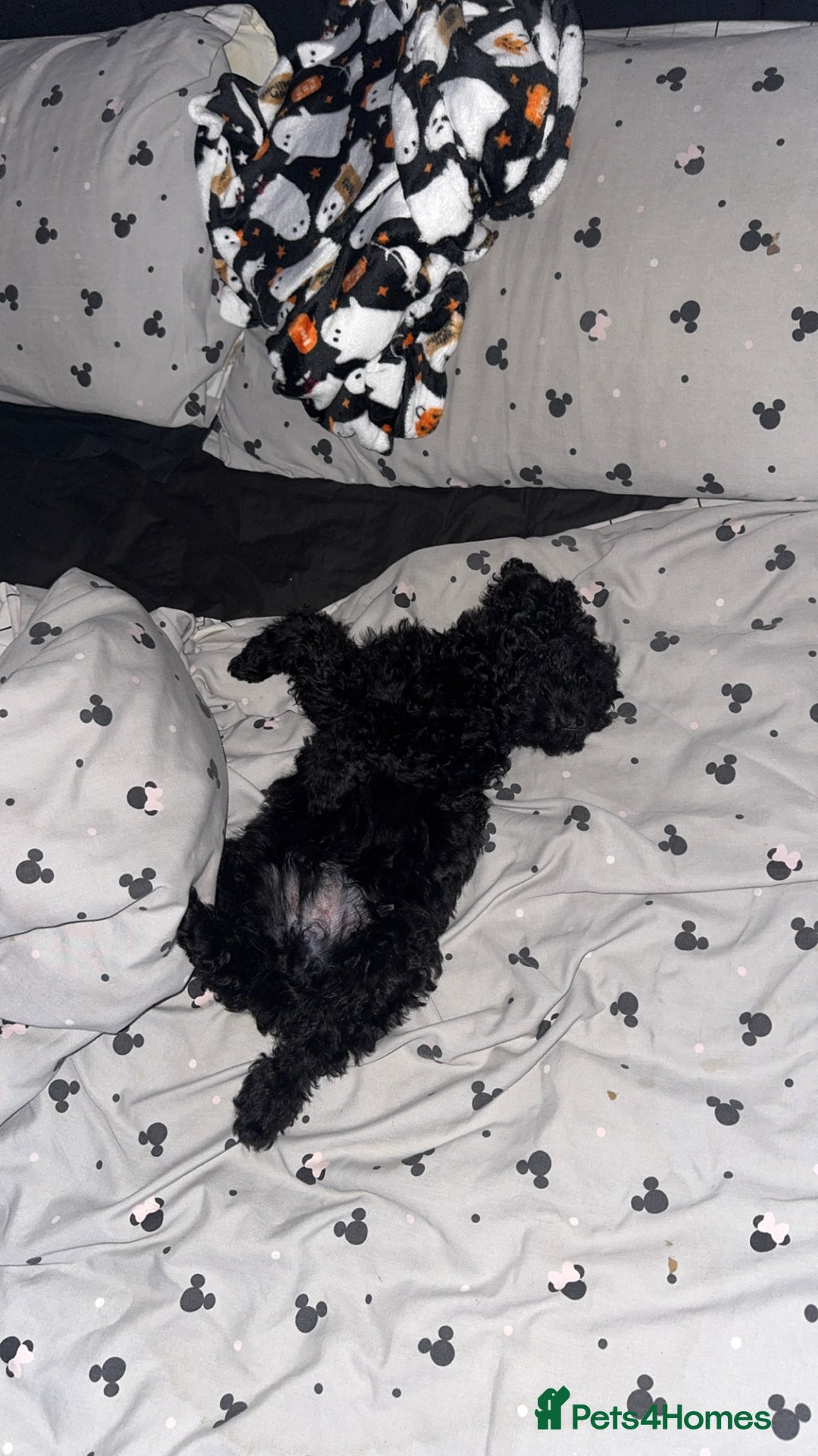 Cockapoo dogs for sale: Cockapoo black pup - Image 2