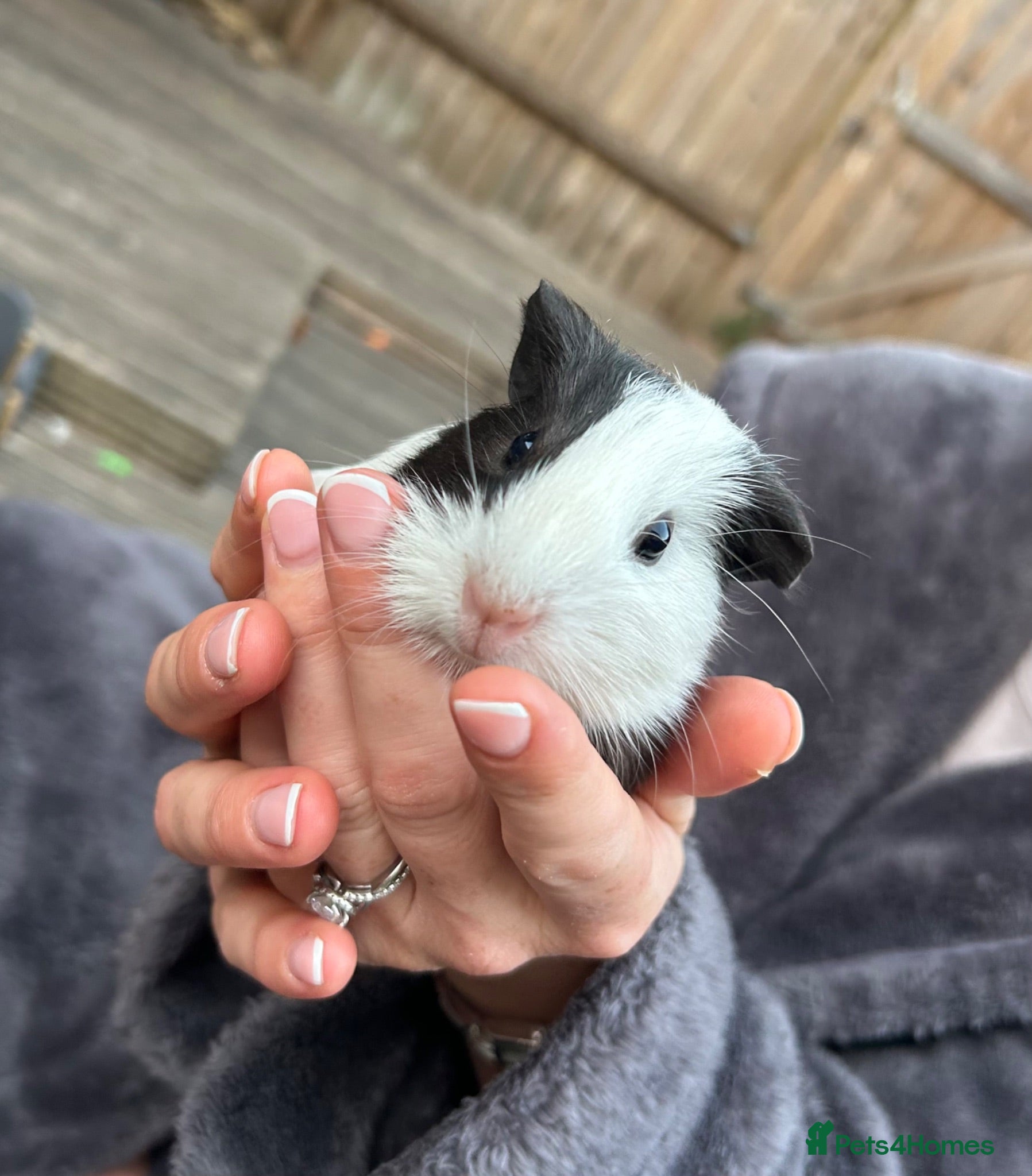 Guinea Pig rodents ‼️Handsome boar for sale‼️ - Advert 1