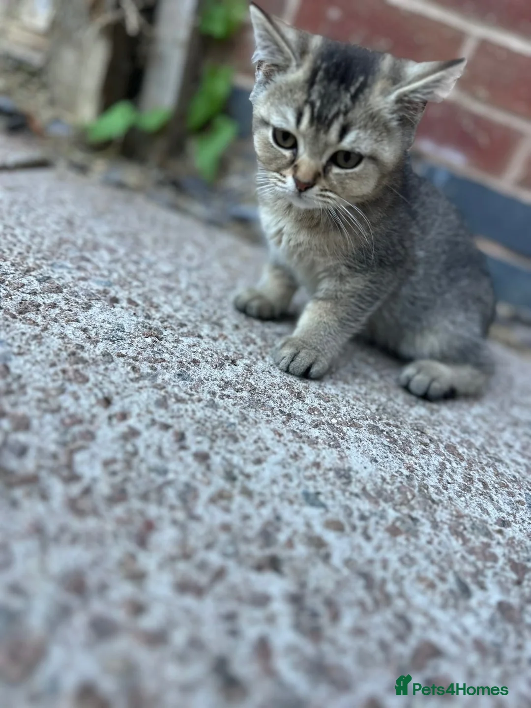 Brazilian Shorthair cats for sale: GCCF blue golden BRITISHSHORTHAIR GREEN EYES  - Advert 2