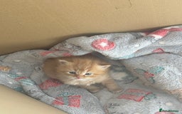 Mixed Breed cats for sale: Beautiful half Persian kittens - Image 7