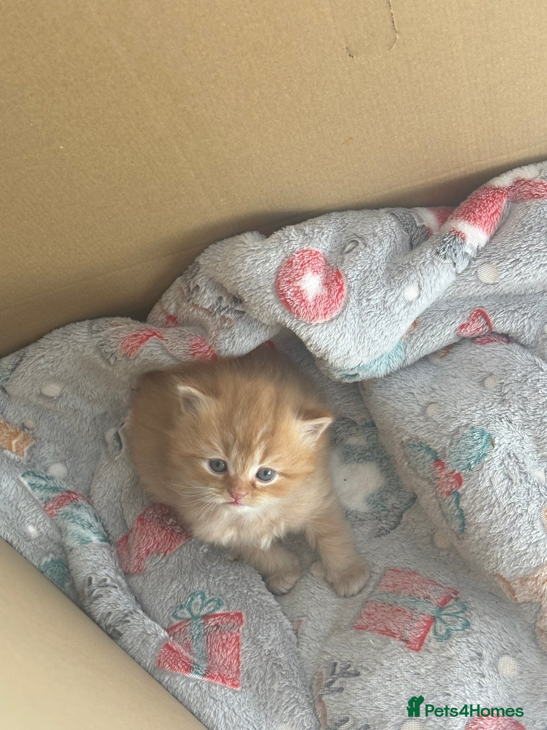 Mixed Breed cats for sale: Beautiful half Persian kittens - Image 7