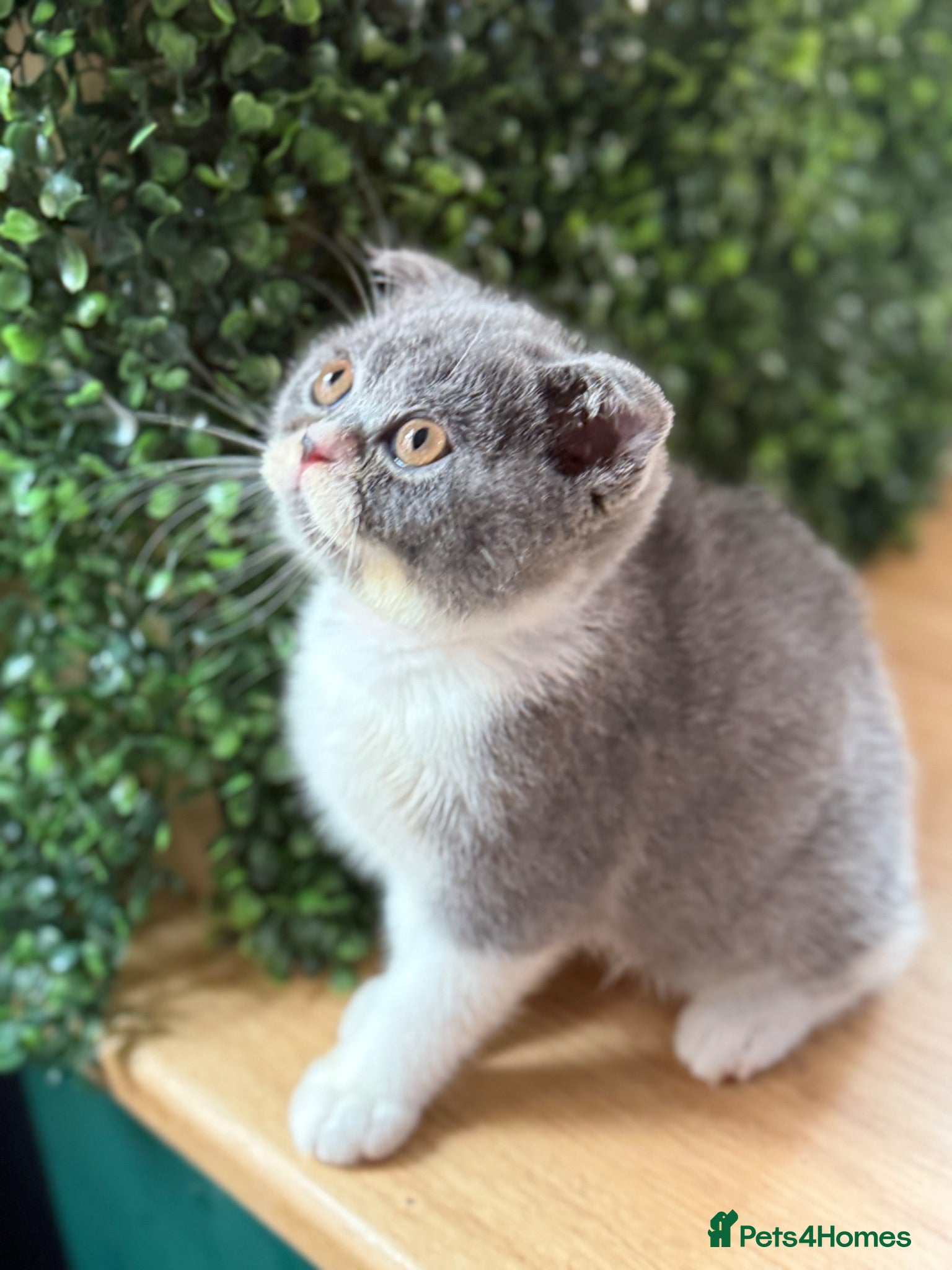 British Shorthair cats Summer Sale 😻 Champion Line Kittens 😻🥇🏆🐾 - Advert 1