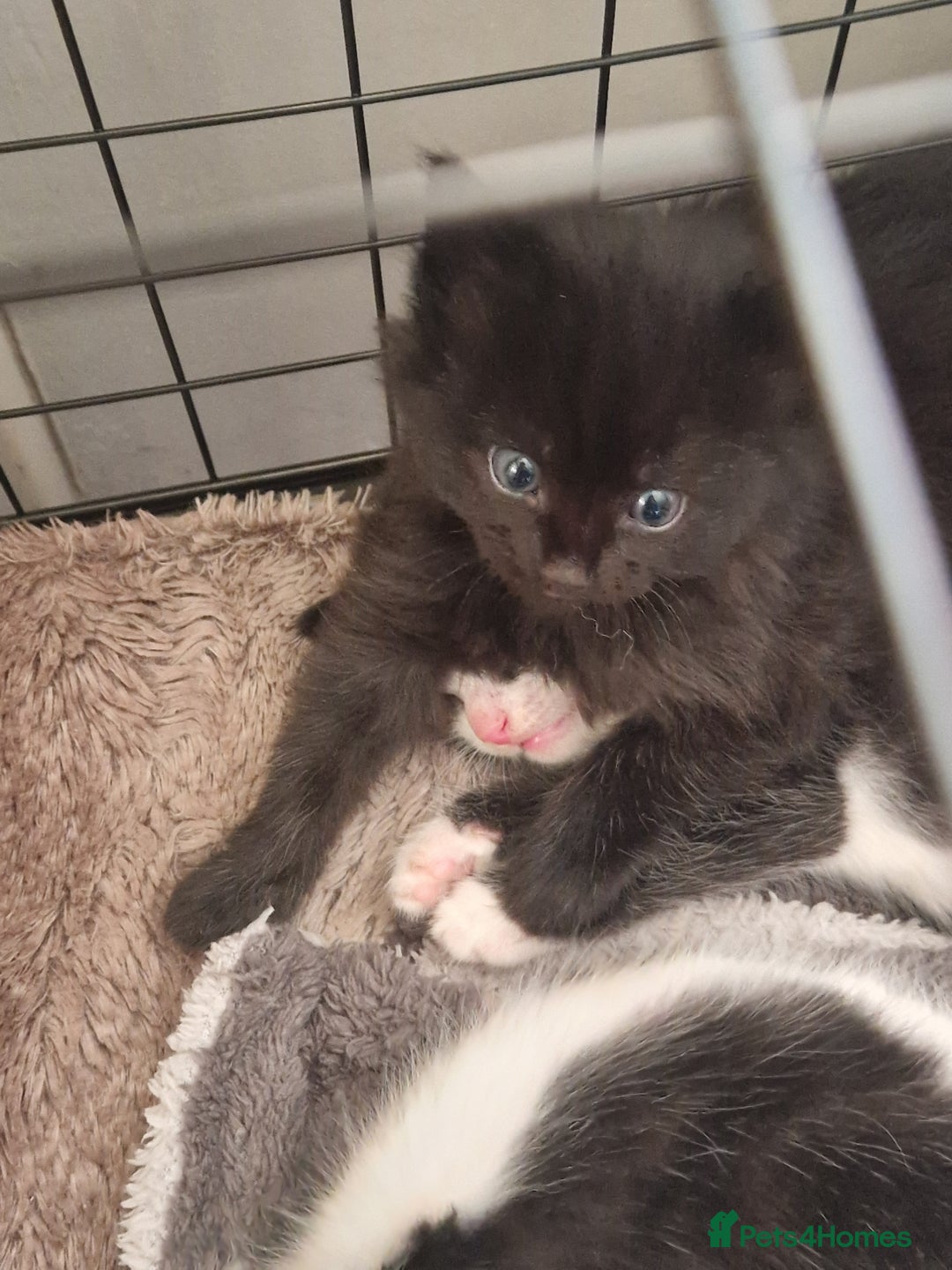 Mixed Breed cats for sale: Black and white kittens available now - Advert 3
