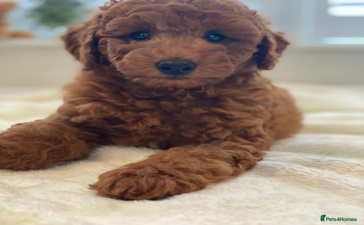 Miniature Poodle dogs - Advert 15