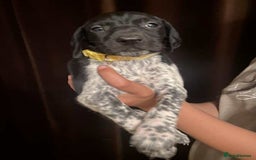 German Shorthaired Pointer dogs for sale: Stunning Litter of GSP puppies - Image 7