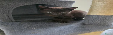 Domestic Shorthair 2