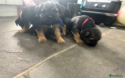Border Terrier dogs for sale: Border Terrier Pups -Beautiful Pedigree  - Image 22