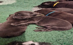 Labrador Retriever dogs for sale: Beautiful boys - Image 2