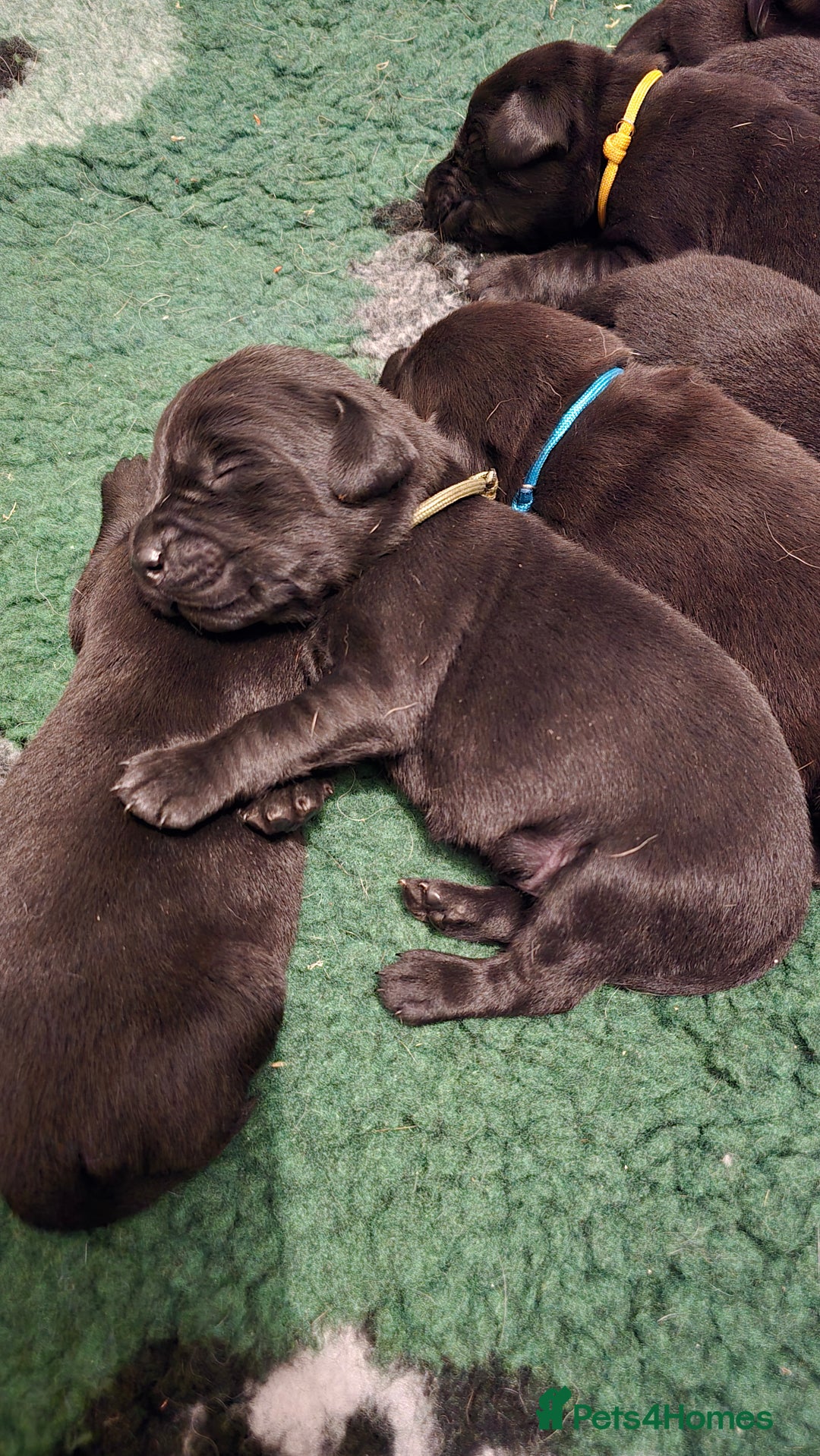 Labrador Retriever dogs for sale: Beautiful boys - Image 2
