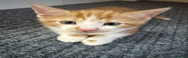 1 ginger Shorthair Kitten