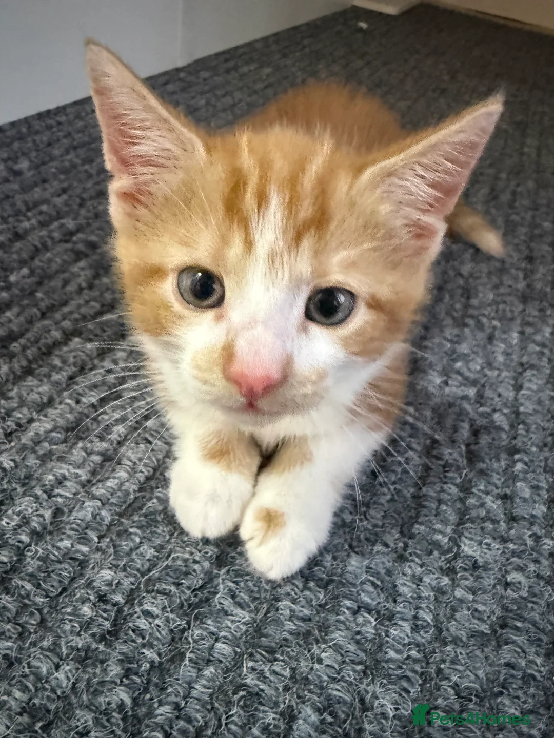 Domestic Shorthair cats for sale: 1male ginger kitten for sale - Advert 2