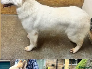 German Shepherd dogs EXCEPTIONAL WHITE GERMAN SHEPHERD PUPPIES - Advert 1