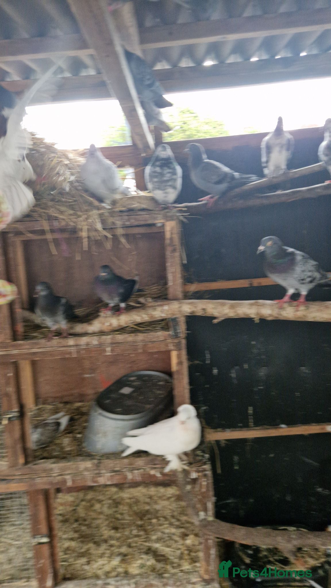 Pigeons birds Mixed lot of pigeons - Advert 3