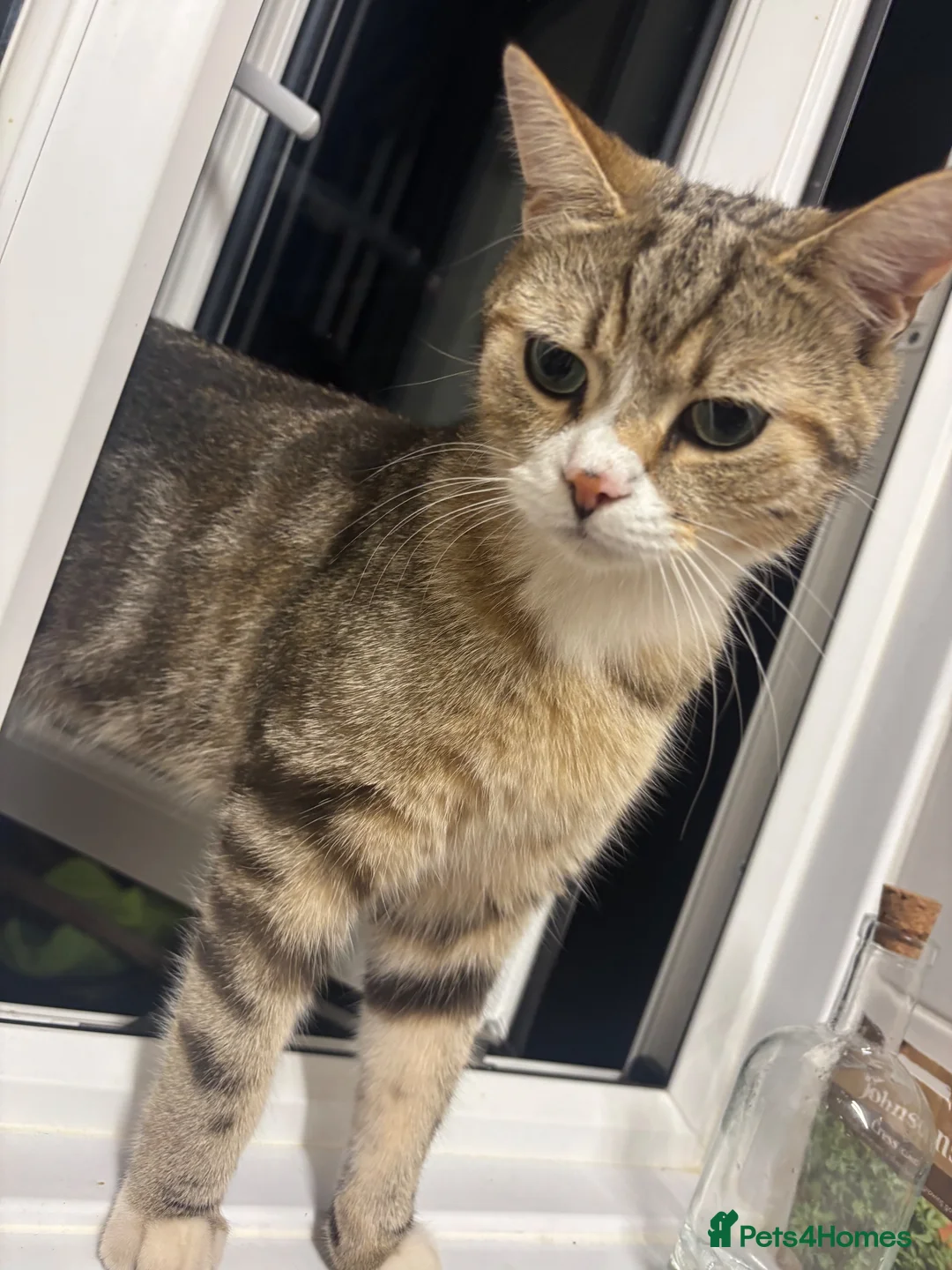 Siberian cats for sale: Siberian kittens in Ipswich - Advert 1