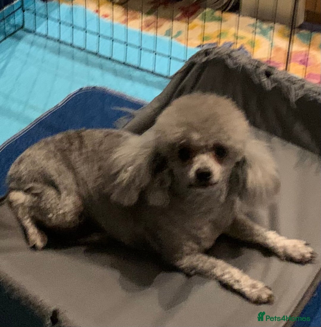 Toy Poodle dogs for sale: Asian Toy Poodle Looking for a Loving Home - Image 6